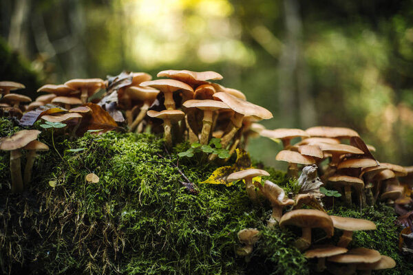The forest of Berdorf in Luxembourg