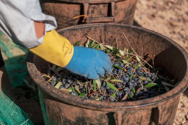 Torre Santa Susanna, İtalya / Ekim 2019: oli 'nin hasat edilmesi