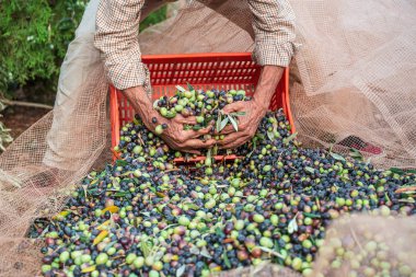 İtalya 'nın güneyindeki Puglia' da mevsimlik zeytin hasadı