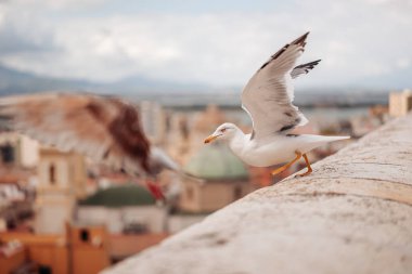 Cagliari, İtalya / Ekim 2019: Güzel martılar şehri ovalıyor