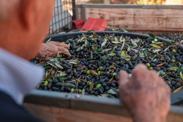 TORRE SANTA SUSANNA, ITALIE / OCTOBRE 2019 : La récolte d'oli — Photo
