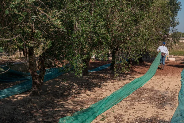 Torre Santa Susanna, Italy / October 2019: The Harvesting of oli — стокове фото