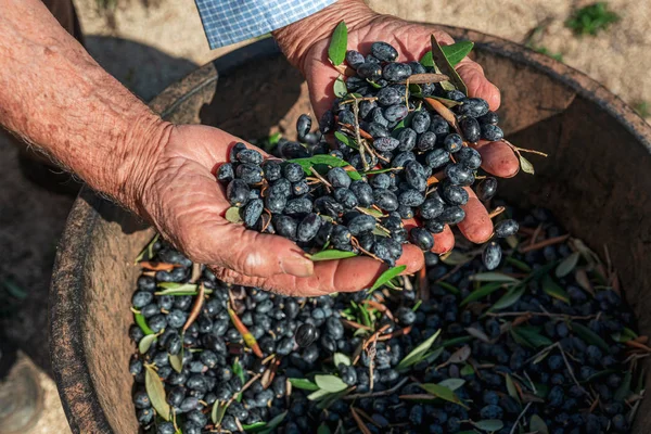 Torre Santa Susanna, Italy / October 2019: The Harvesting of oli — стокове фото