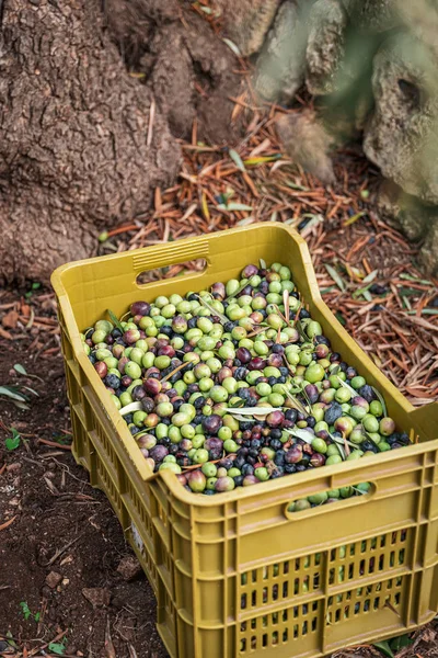 Сезонні врожаї маслин у Пульї, на південь від італю. — стокове фото