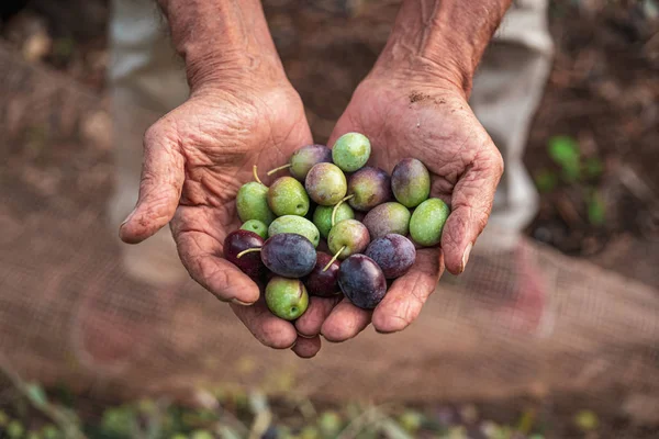 Récolte saisonnière des olives dans les Pouilles, au sud de l'Italie — Photo