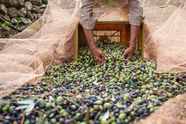 Сезонный сбор оливок в Апулии, юг Италии — стоковое фото