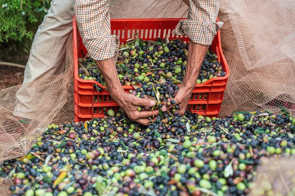 Сезонный сбор оливок в Апулии, юг Италии — стоковое фото