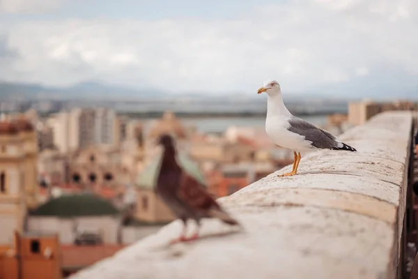 CAGLIARI, ITALY /OCTOBER 2019: Beautiful seagulls ovder the city — Stock Photo, Image