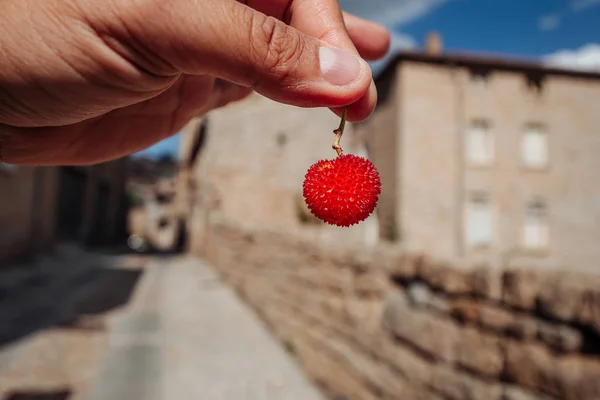 Deliciosos frutos raros de Arbutus em Barbagia, Sardenha — Fotografia de Stock