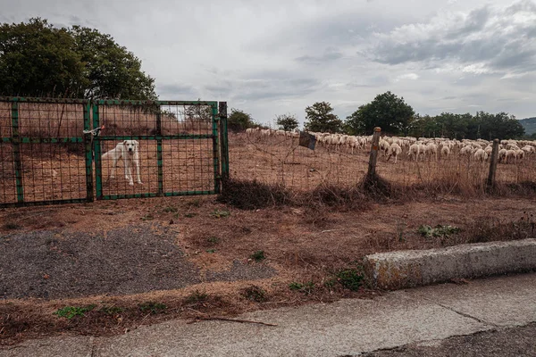 Pecore al pascolo nelle campagne della Sardegna — Foto Stock