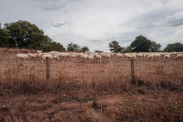 Owce pasące się na wsi Sardynia, Włochy — Zdjęcie stockowe
