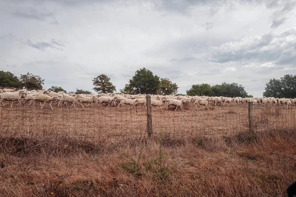 Pecore al pascolo nelle campagne della Sardegna — Foto Stock
