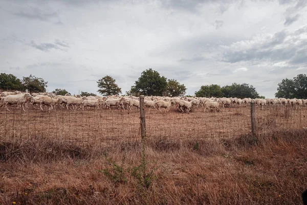 Pecore al pascolo nelle campagne della Sardegna — Foto Stock