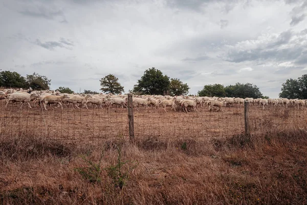 Pecore al pascolo nelle campagne della Sardegna — Foto Stock