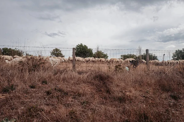 Pecore al pascolo nelle campagne della Sardegna — Foto Stock