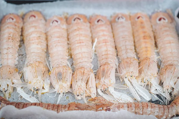 Delicious fresh Mantis Shrimps from the adriatic sea in Puglia,