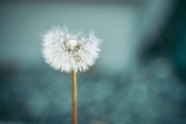 Karahindiba çiçeğinin yumuşaklığı