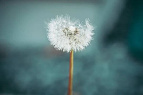 Suavidad Una Flor Diente León — Foto de Stock