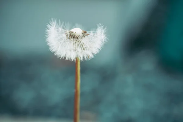 Karahindiba Çiçeğinin Yumuşaklığı — Stok fotoğraf