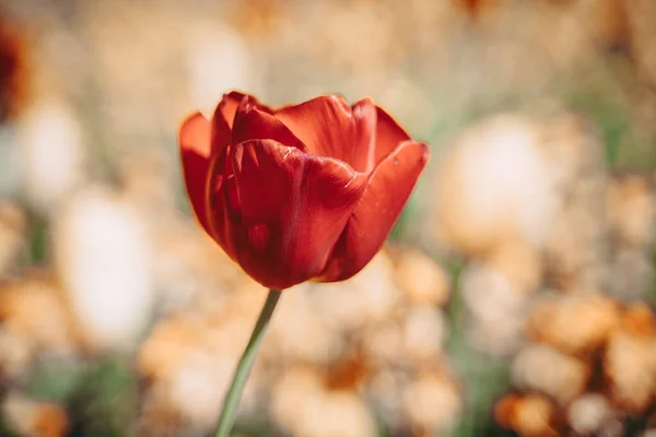 Piękny Kwiat Tulipana Pełnym Rozkwicie — Zdjęcie stockowe
