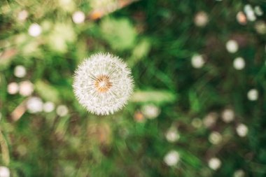 Karahindiba çiçeğinin yumuşaklığı