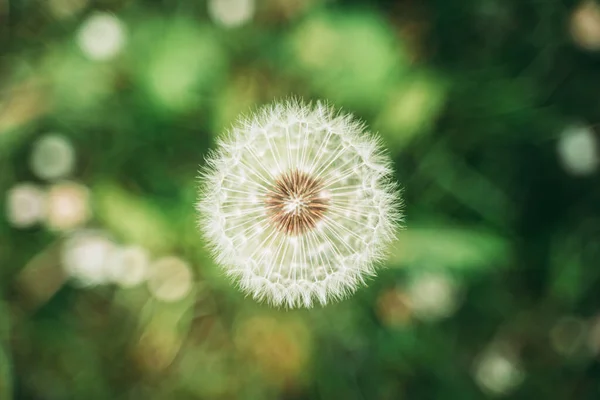 Karahindiba Çiçeğinin Yumuşaklığı — Stok fotoğraf