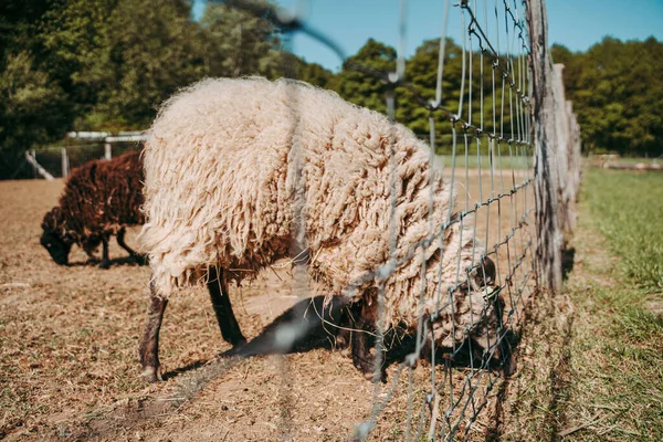 White Sheep Full Wool Farm — Stock Photo, Image