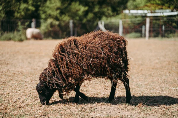 Black Sheep Full Wool Farm — Stock Photo, Image