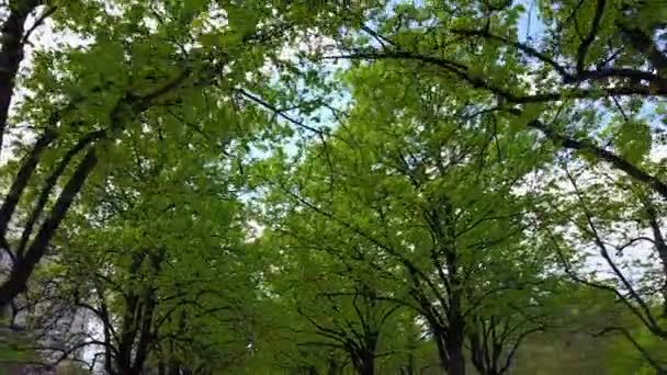 Copas de árboles en el parque — Vídeos de Stock