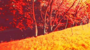 Metin için peri masalı doğası. Videolar için pembe tonlarda canlandırılmış doğa efekti