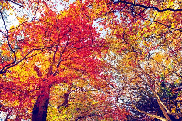 Automne doré dans la forêt — Photo