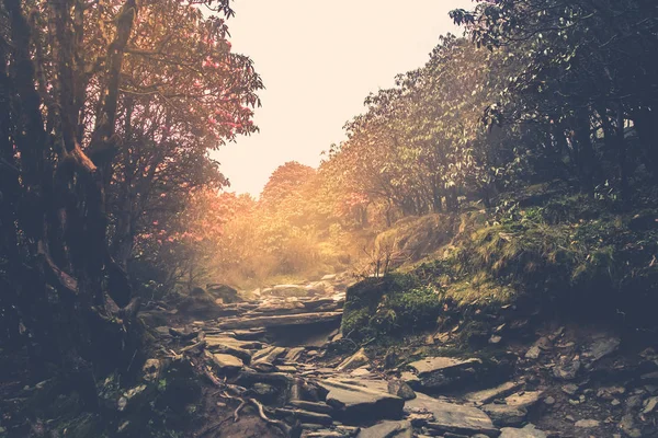 Trail genom en mystisk skog — Stockfoto