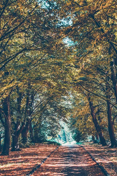 Alley in a park. September day — Stock Photo, Image