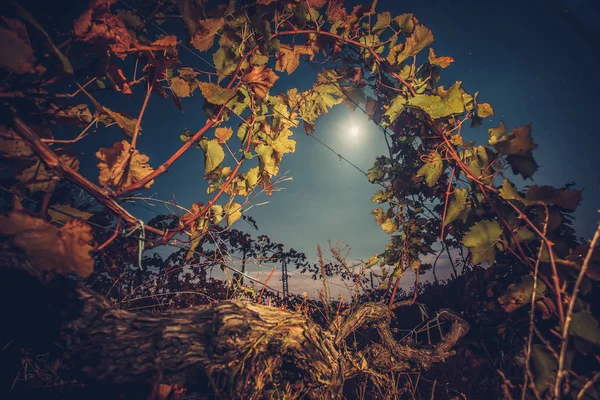 Vinhedo com folhagem de outono — Fotografia de Stock