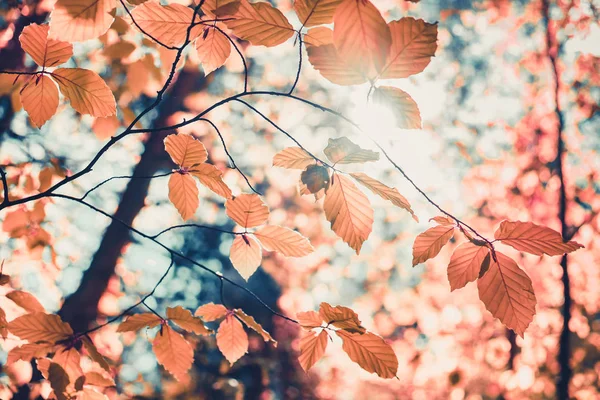 Czerwonych liści jesienią i tło światło słoneczne — Zdjęcie stockowe
