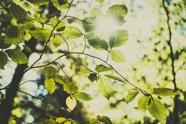 Groene bladeren en zonlicht — Stockfoto