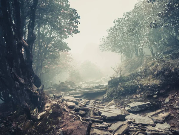 Trail through a mysterious forest — Stock Photo, Image