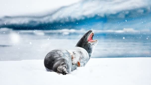 Антарктическая дикая природа: серый тюлень лежит на льдине — стоковое видео