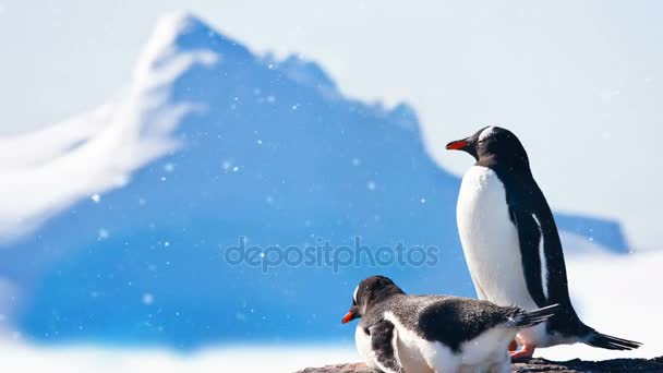 Vida silvestre antártica: dos pingüinos blancos y negros descansando — Vídeo de stock