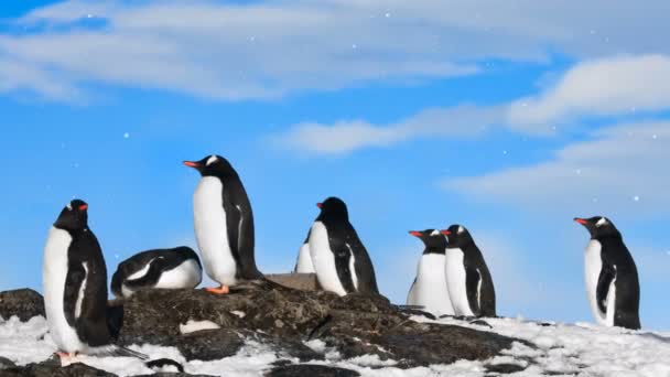 Vida selvagem antártica: grupo de pinguins negros e brancos — Vídeo de Stock