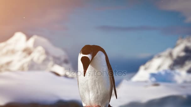 Antarktis djurliv: ensam pingvin stående på berget — Stockvideo