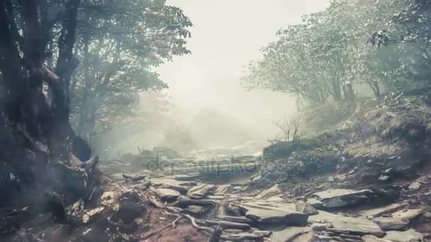 Каменный путь между старыми деревьями в темном лесу — стоковое видео