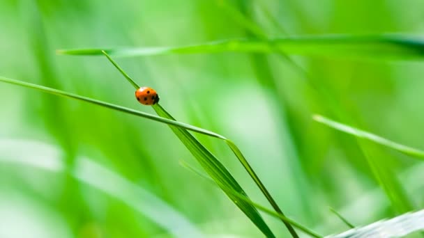 Ladybird stând pe iarba proaspătă — Videoclip de stoc