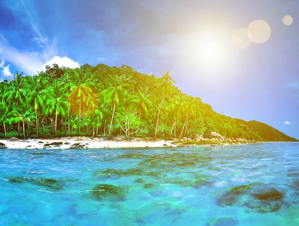 Beautiful wild subtropical isle with palm trees — Stock Photo, Image