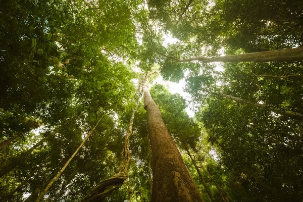 Jungle les. Krása přírody krajinném zázemí — Stock fotografie