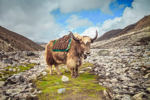 Yak på väg till Everest basläger - Nepal — Stockfoto