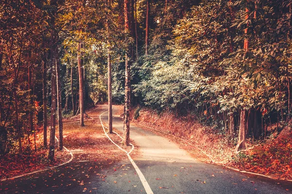Fondo de la carretera del parque de otoño. Hermoso paisaje — Foto de Stock