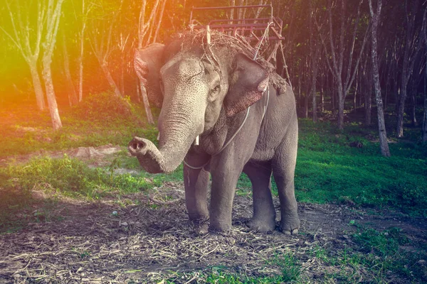 Слон в упряжке для похода с поднятым багажником — стоковое фото