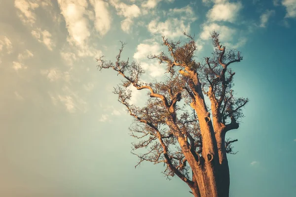 孤独的树上干净的蓝色天空背景 — 图库照片