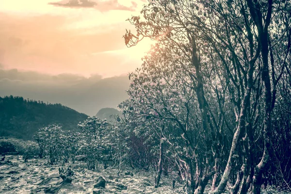 Весняний туманний гірський пейзаж з рододендронами — стокове фото